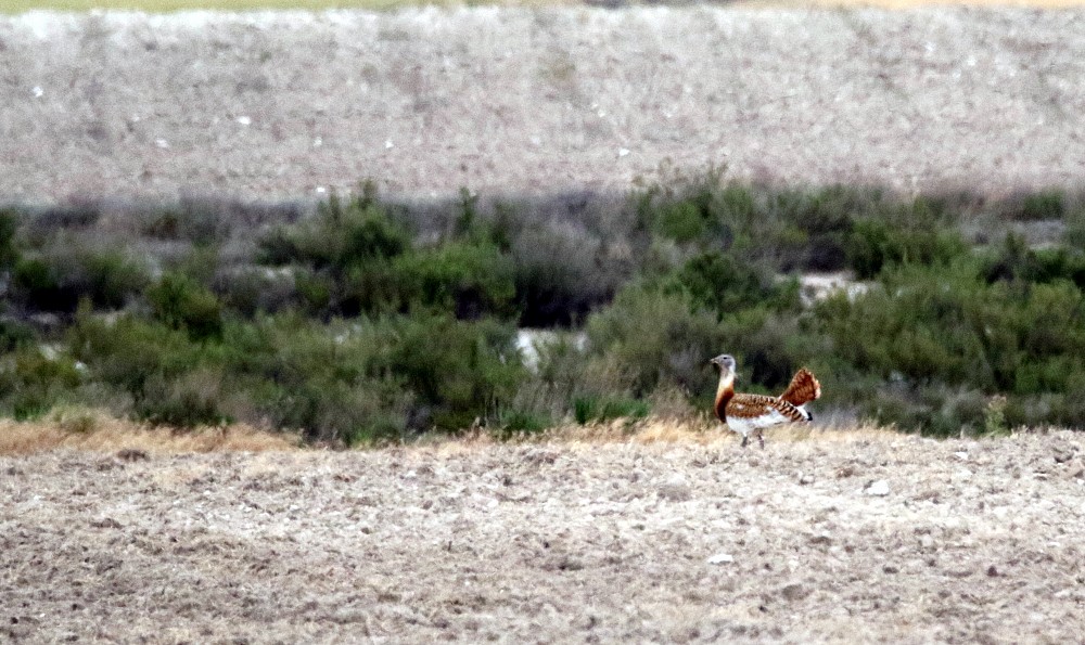 Great Bustard