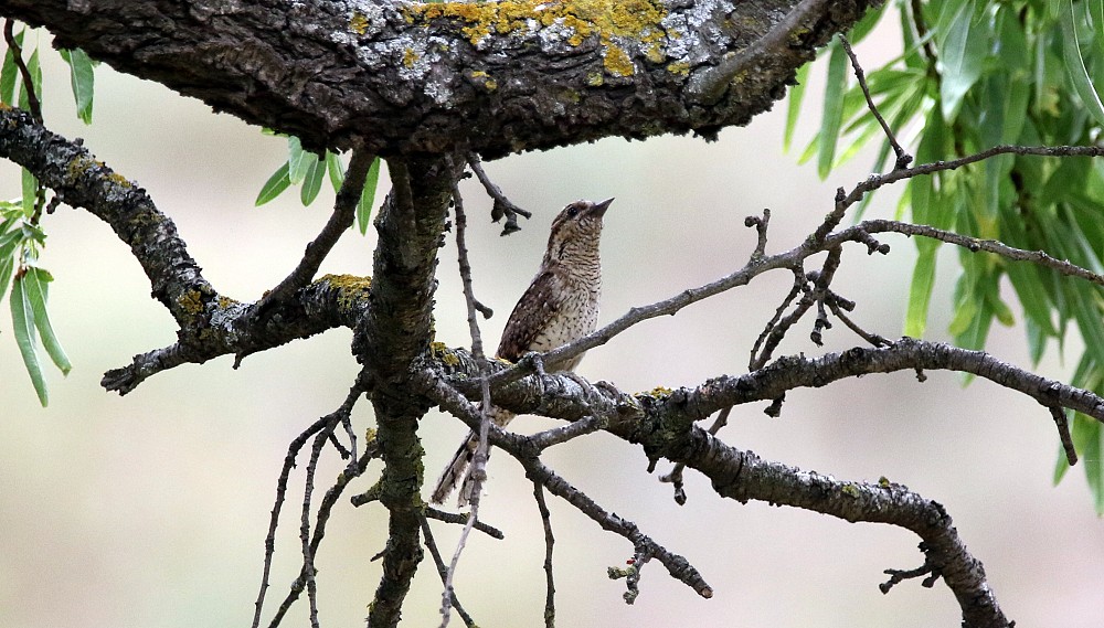 Sierra de Alcarama - Embalse Anamaza (西班牙)