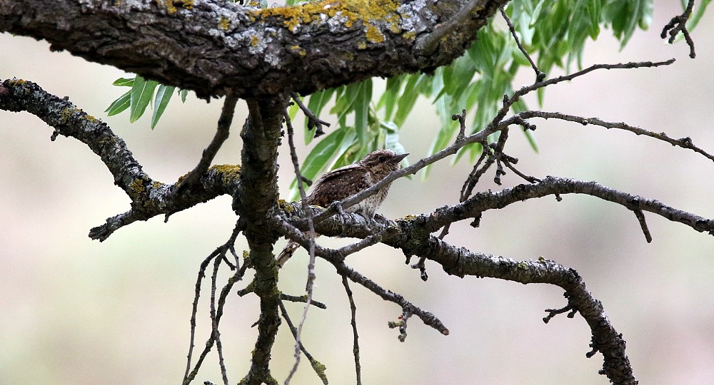 Sierra de Alcarama - Embalse Anamaza (西班牙)