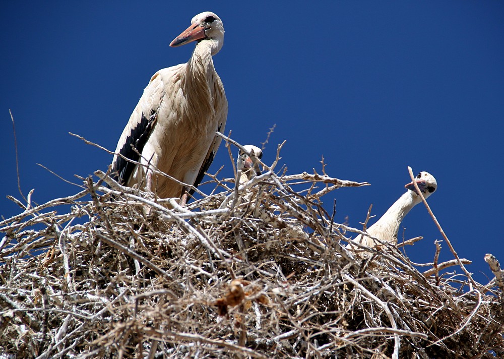 White Stork