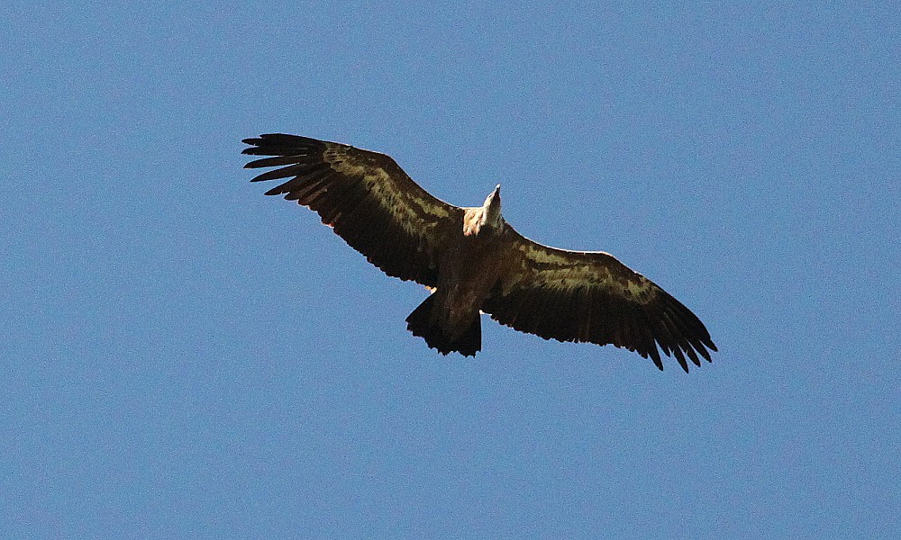 Eurasian Griffon