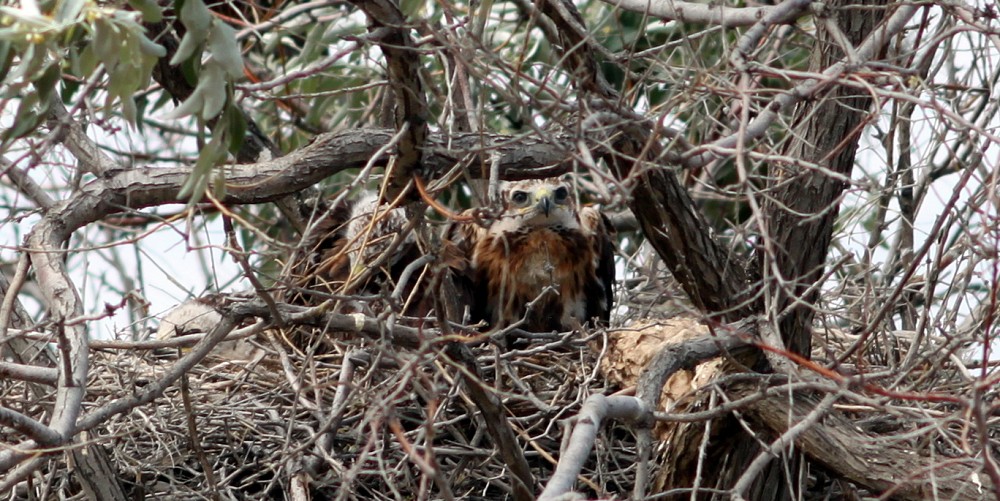 Long-legged Buzzard