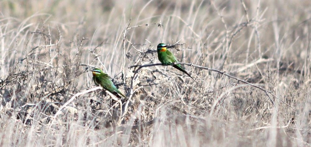 Blue-cheeked Bee-eater