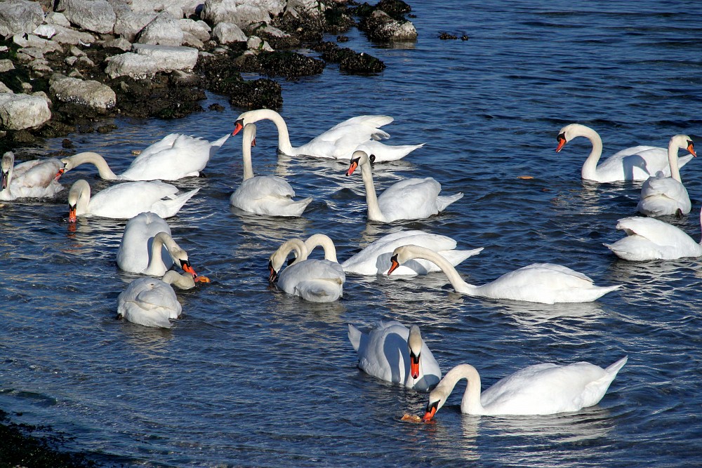 Mute Swan