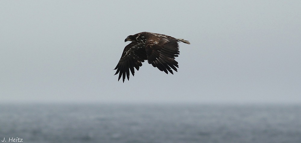 White-tailed Eagle