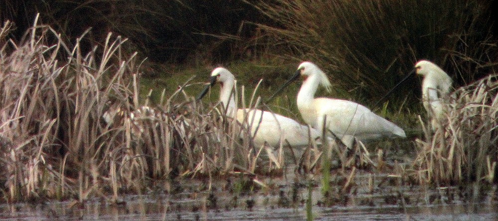 Eurasian Spoonbill