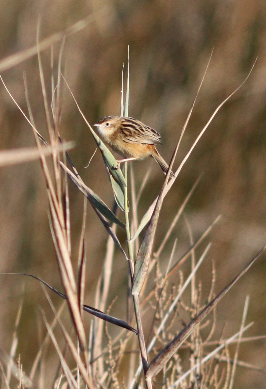 Zitting Cisticola