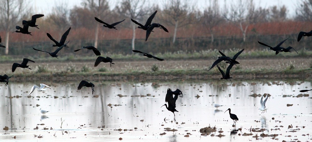 Ibis falcinelle