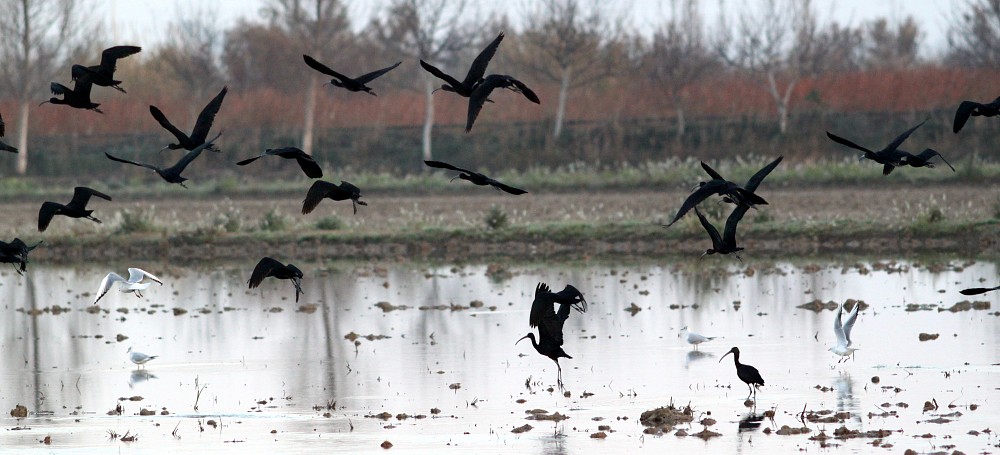 Glossy Ibis