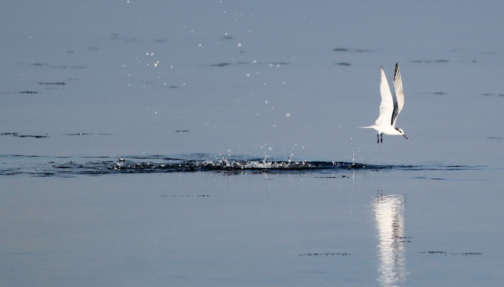 Sandwich Tern