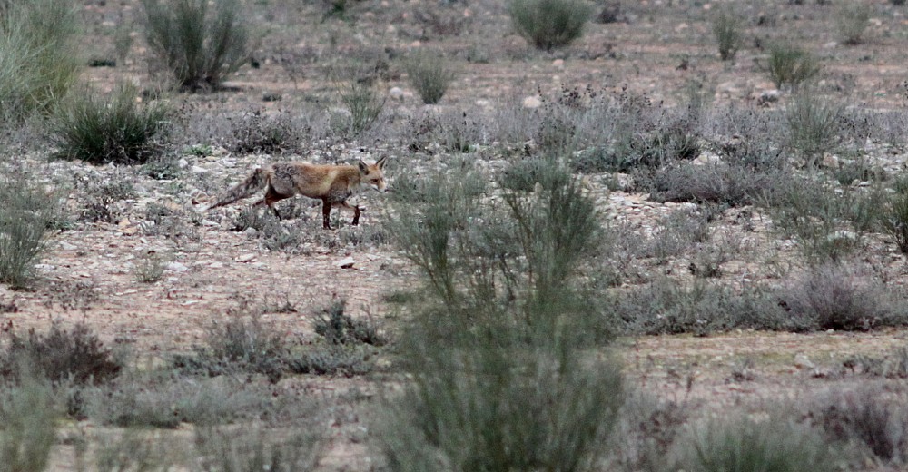 Renard Roux