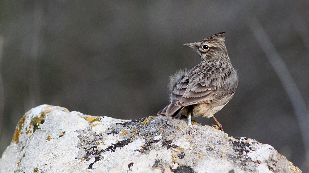 Cochevis Huppé