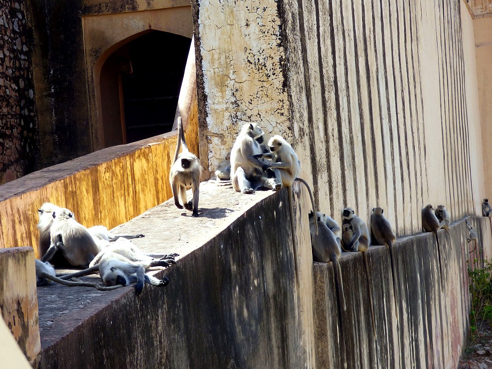  Langur 