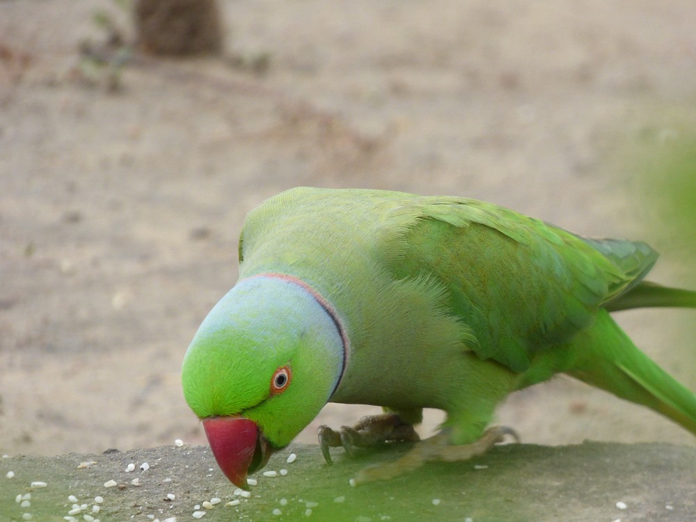 Rose-ringed Parakeet