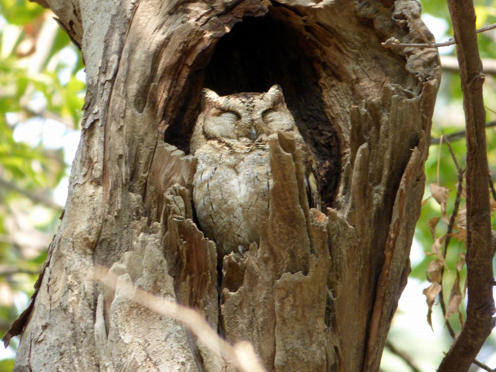 Indian Scops-Owl