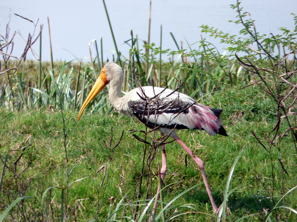 Painted Stork