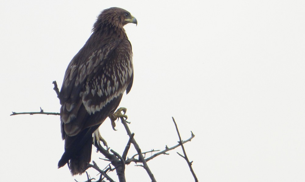 Aigle criard