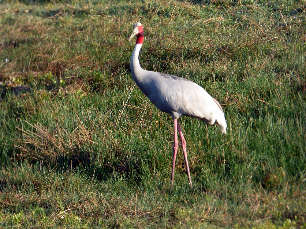 Sarus Crane