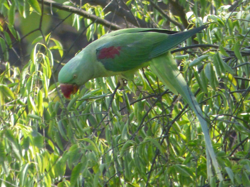 Alexandrine Parakeet