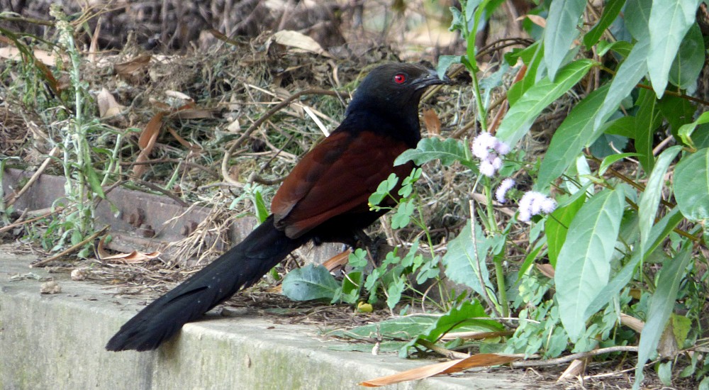 Greater Coucal