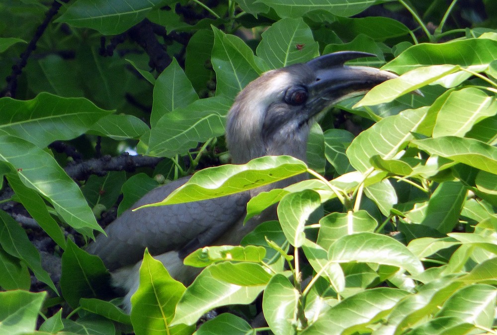 Indian Gray Hornbill