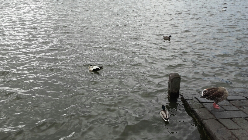 Eider à duvet