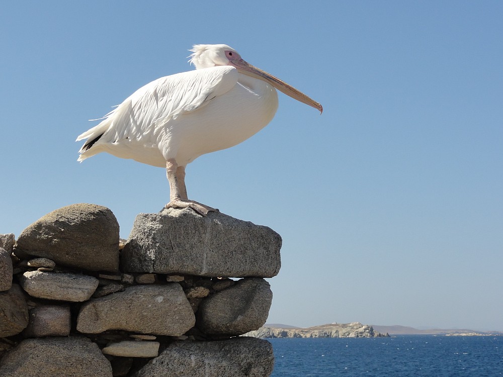 Pélican blanc