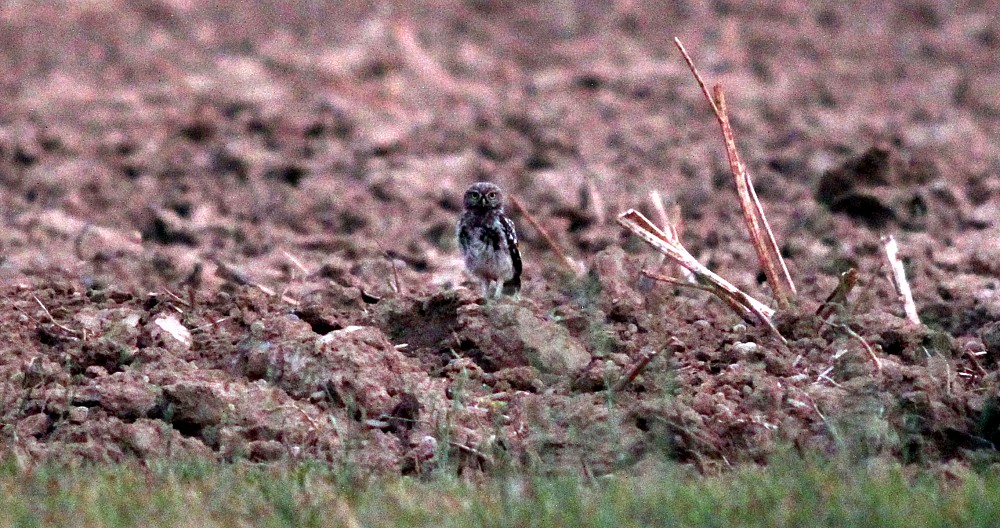 Little Owl