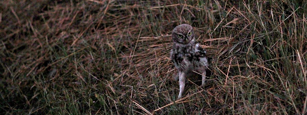 Mochuelo europeo