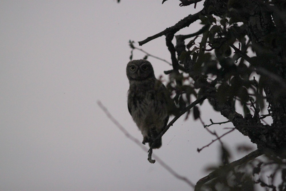 Little Owl