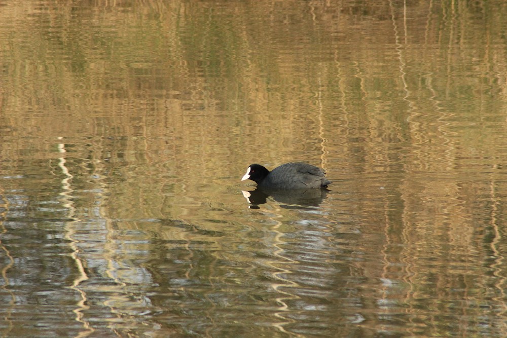 Eurasian Coot