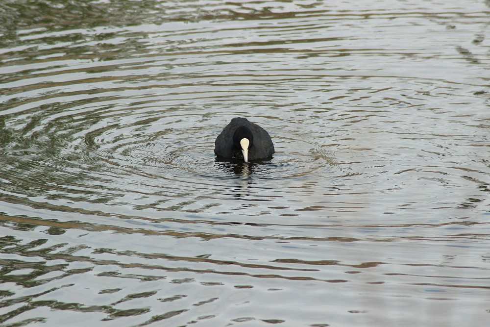 Eurasian Coot