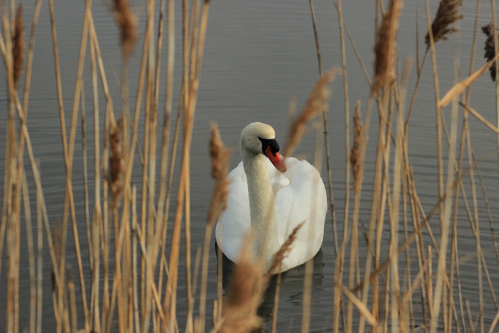 Mute Swan