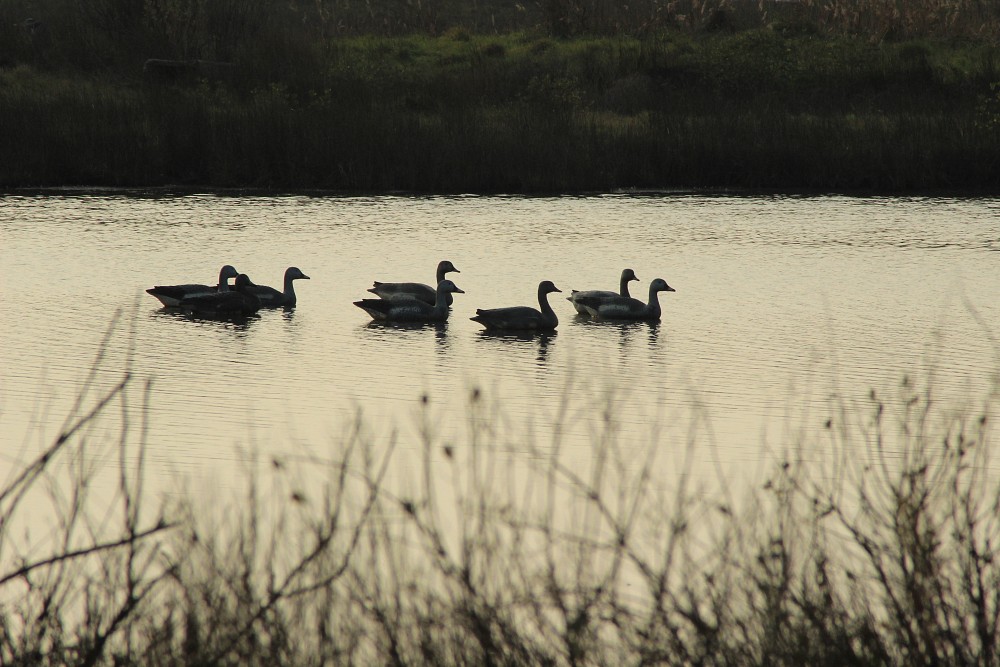 Le Teich (France)