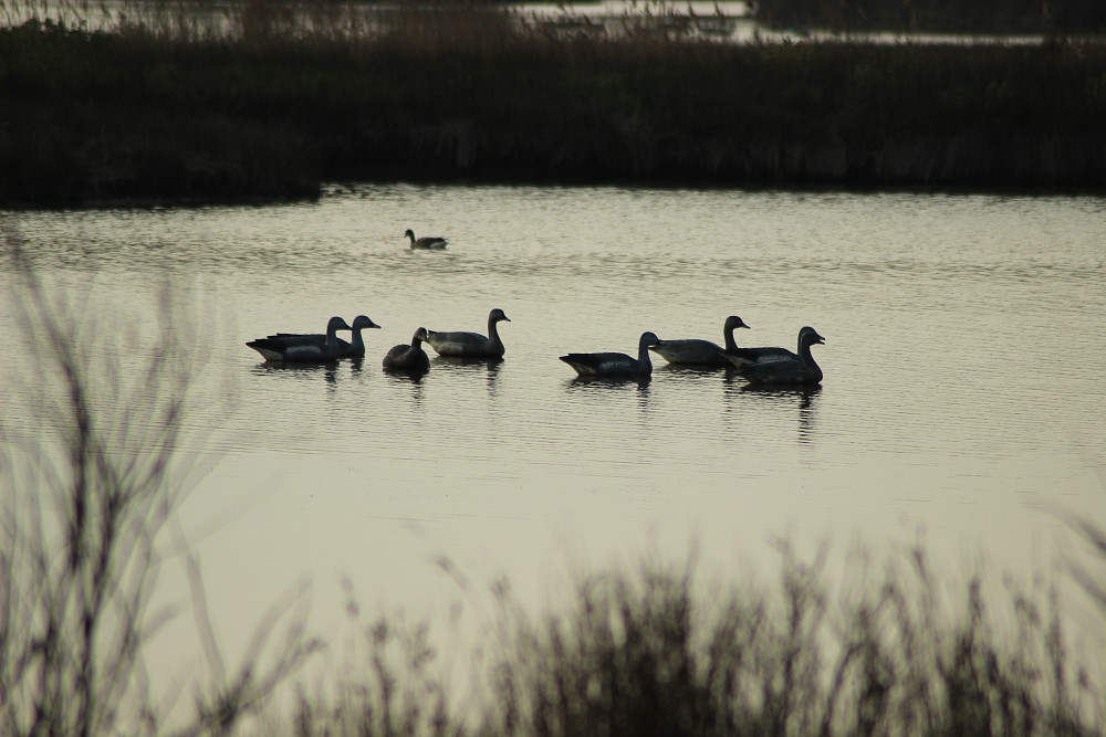 Le Teich (France)