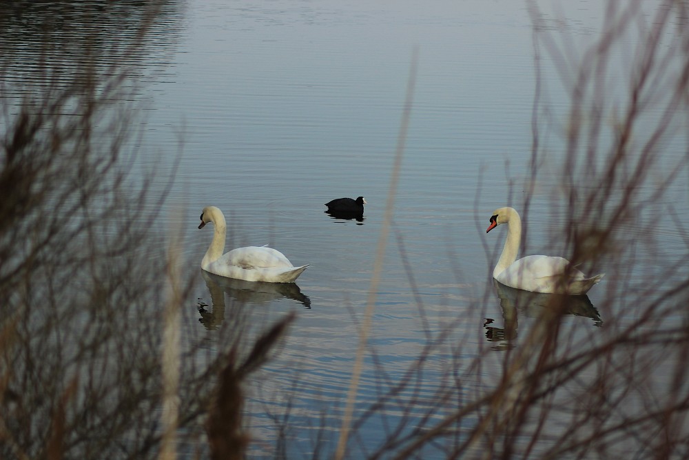 Mute Swan