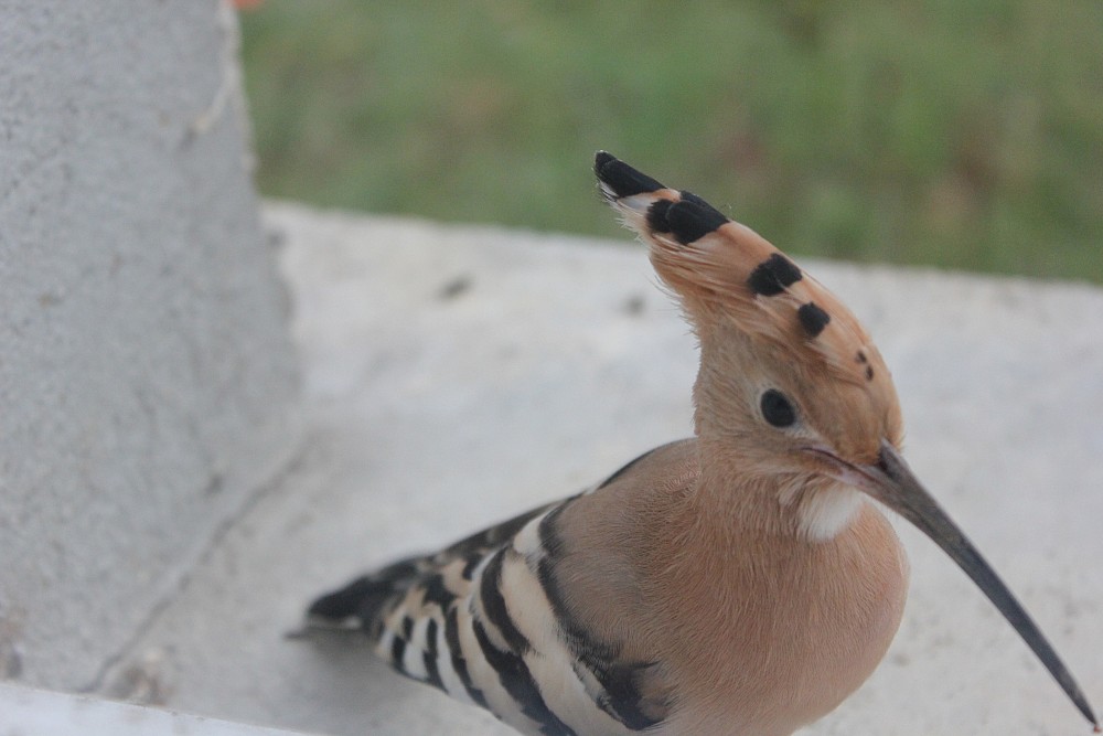 Eurasian Hoopoe