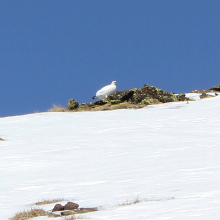 Alpenschneehuhn