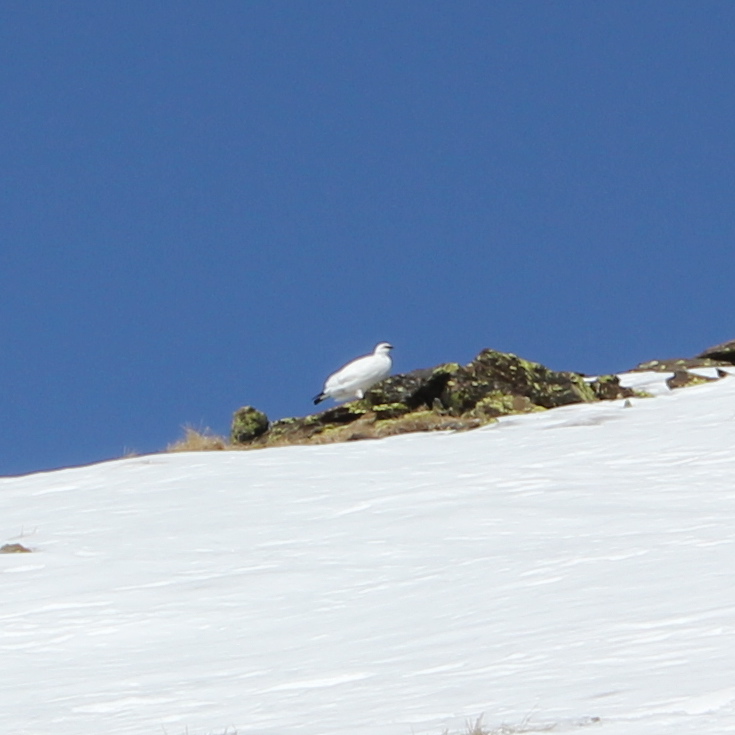 Lagopède alpin