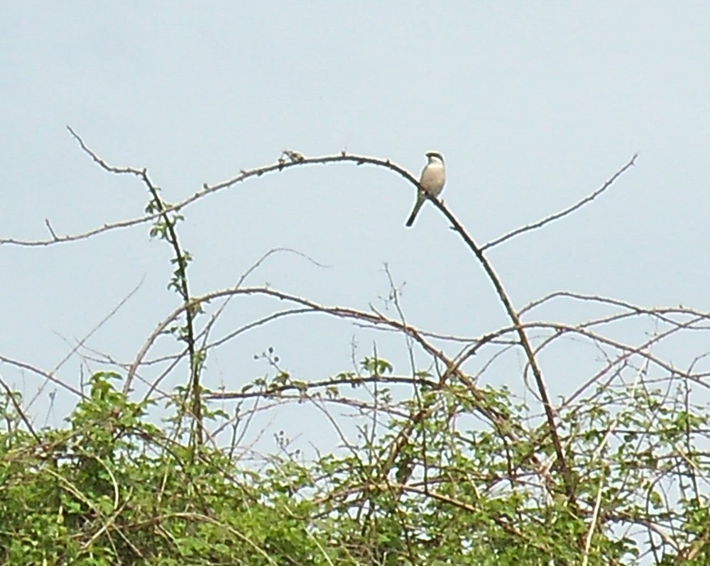 Red-backed Shrike