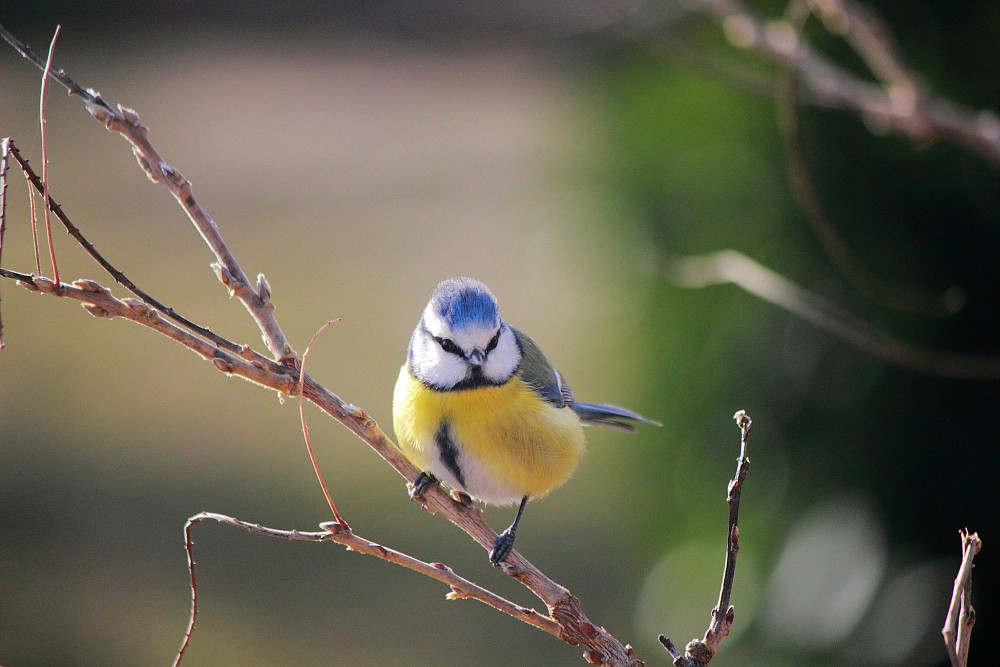 Eurasian Blue Tit