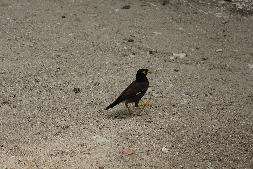 Common Myna