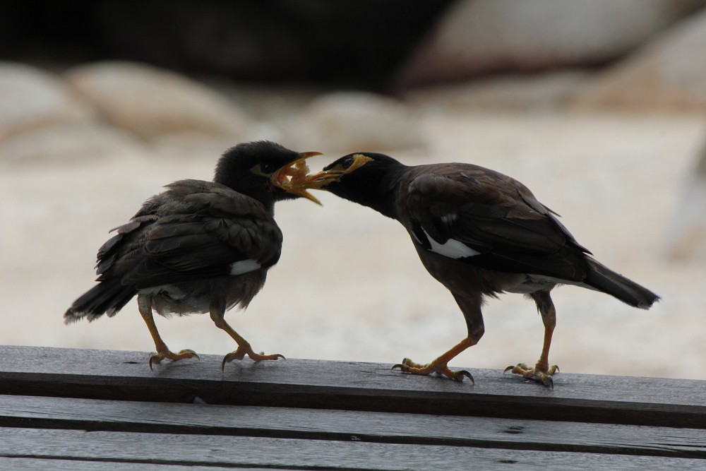 Common Myna