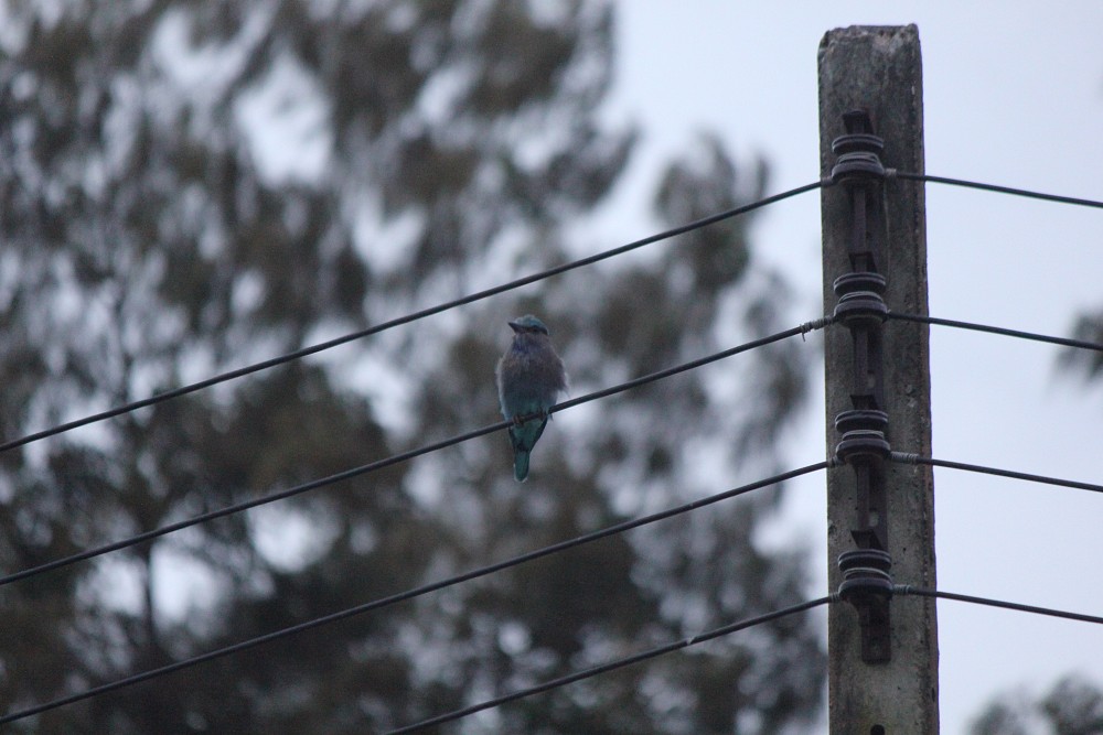 Indian Roller