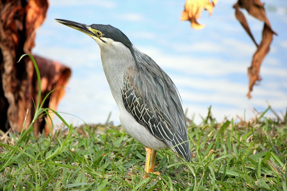 Black-crowned Night-Heron