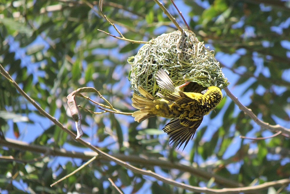 Village Weaver