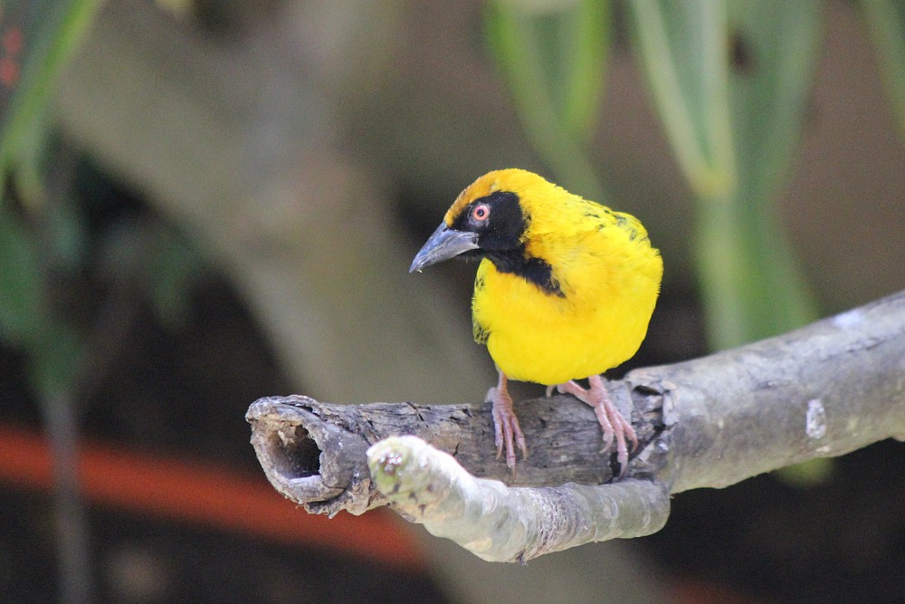 Village Weaver