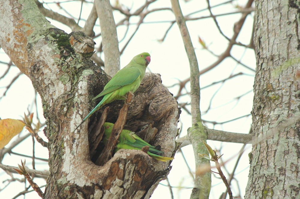 Rose-ringed Parakeet