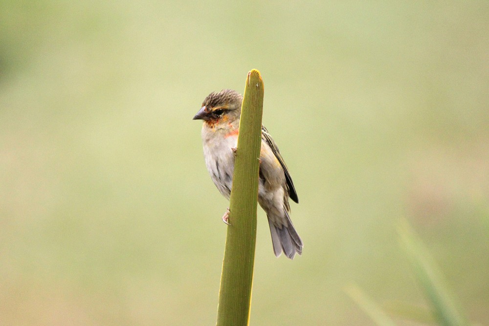 Reunion Stonechat