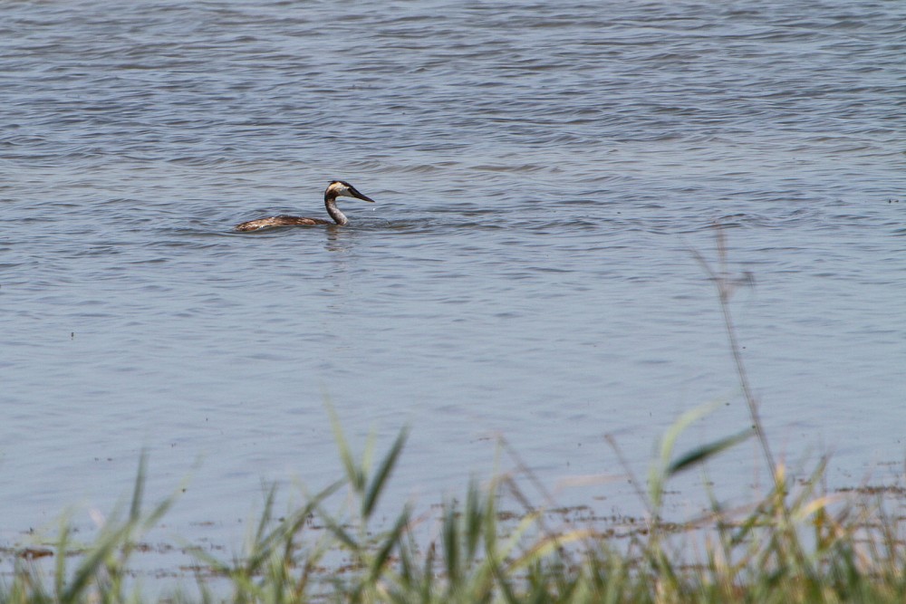 Great Crested Grebe